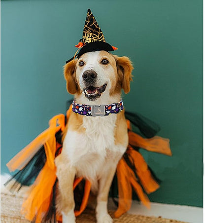 Lionheart glory Dog Collars Fall Halloween Pumpkin Collar