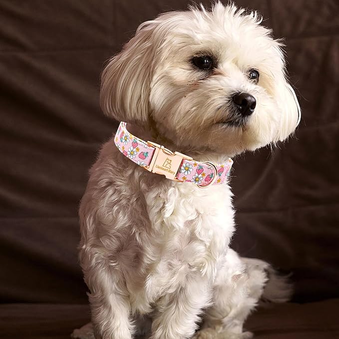Lionheart glory Dog Collar Pink Dogs Collar Spring