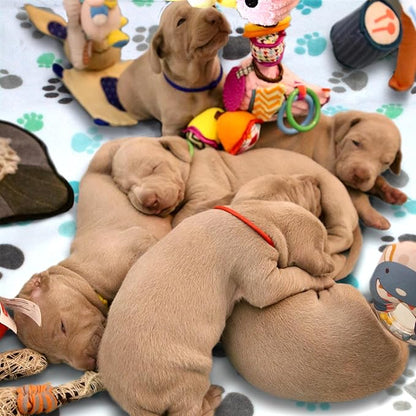 Dog Blankets Washable 3 Pack 41" x 31", Fuzzy 41 in 31 in