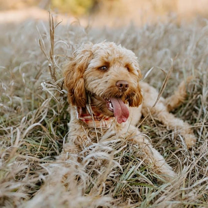 Lionet Paws Fall Dog Bandana Halloween Thanksgiving Day