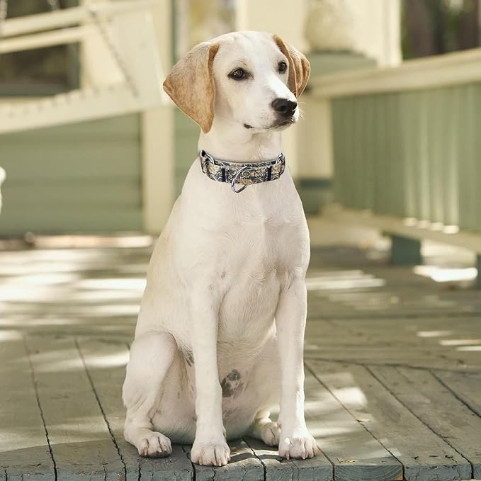 Martingale Dog Collars