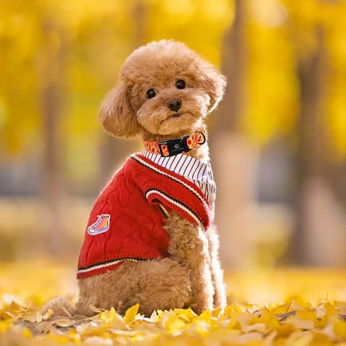 Lionet Paws Orange Dogs Collar Fall 8-12 inches