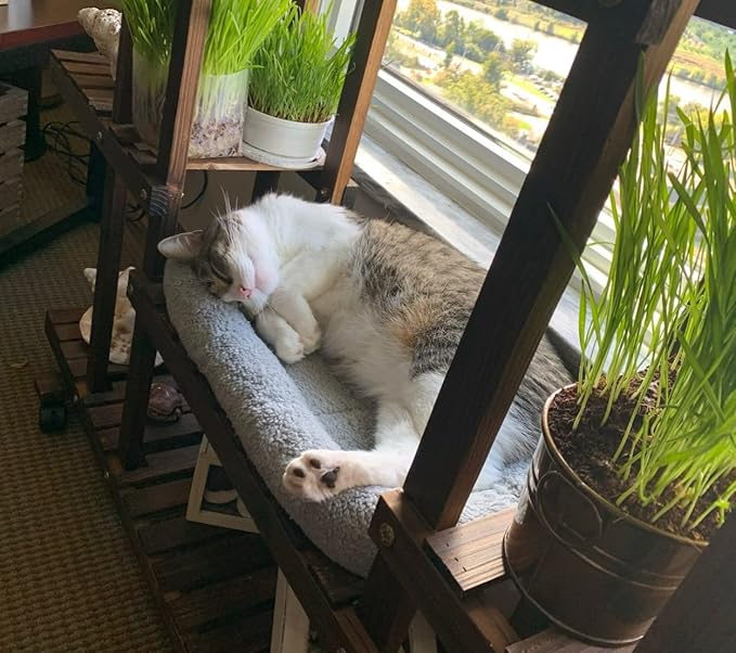 Enjoying Plush Cat Bed Mat 10" x 15" Pet Cushion with Pillow Around for Puppy Curling Sleep Cat Pad for Cat Carrier/Crate Dog Self-Warm Bed