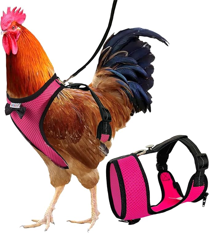 Chicken Harness Hen Size with 6ft Matching Leash – Adjustable, Resilient, Comfortable, Breathable, Large Size, Suitable for Chicken Weighing About 6.6 Pound,Pink