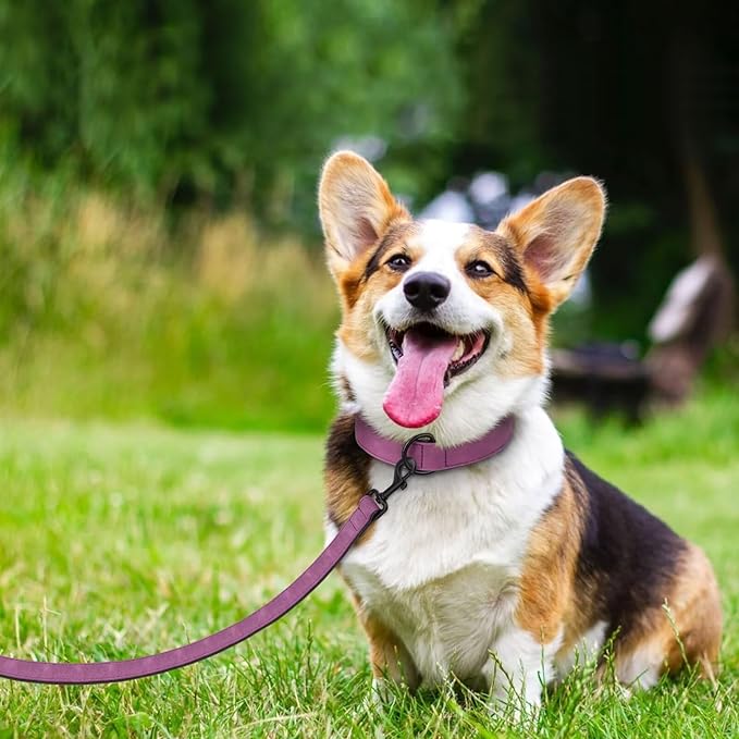 Didog Soft Padded Leather Dog Collar and Leash Set 4FT Leather