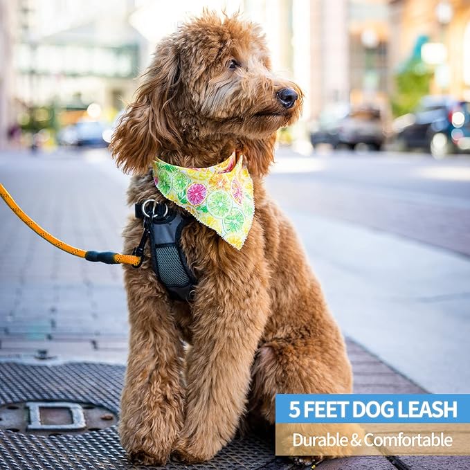 BAAPET 2/4/5/6 FT Dog Leash with Comfortable Padded Handle and Highly Reflective Threads for Small Medium and Large Dogs (6FT-1/2''