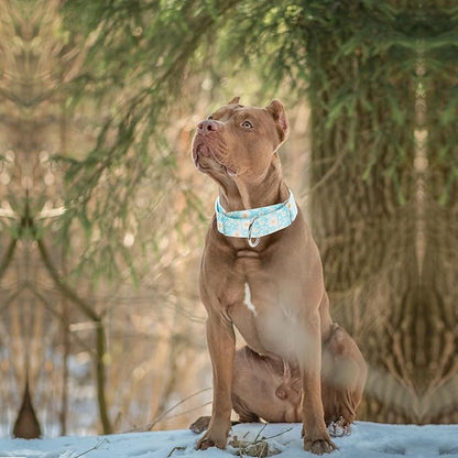 Martingale Collar 1.5 Inches Wide Dog Collar