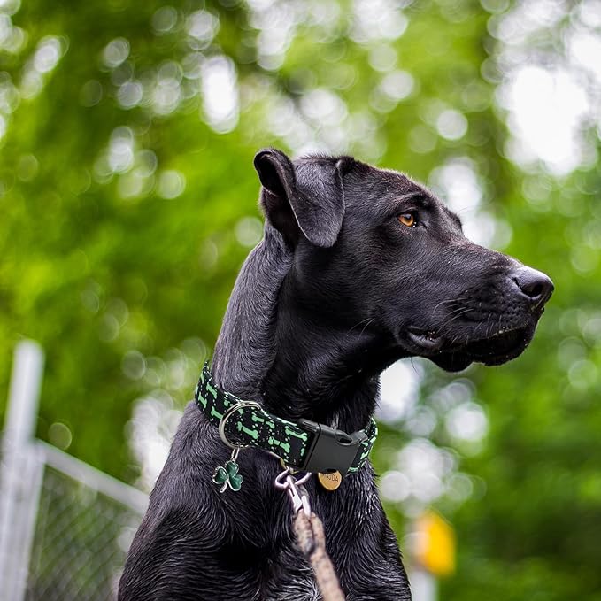 Bones Patterns Dog Collar with Accessories