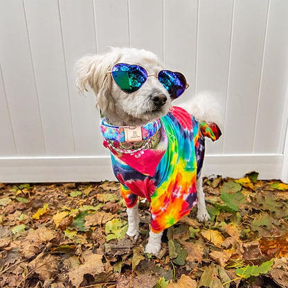 Lionheart glory Dog Collar Colorful Dog Collar Premium