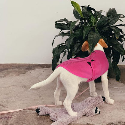 Queenmore Medium Dog Sweater