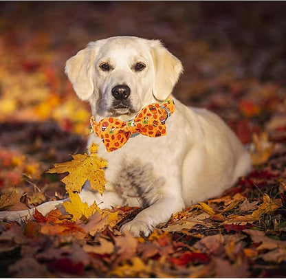 Lionheart glory Thanksgiving Dog Collar, Turkey Pumpkin Dog Bow Collar Adjustable Soft Comfortable Bowtie Collars for Medium Dogs Girl or Boy Fall Collar Dog Bow Pet Gift