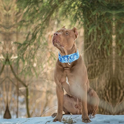 Martingale Collar 1.5 Inches Wide Dog Collar