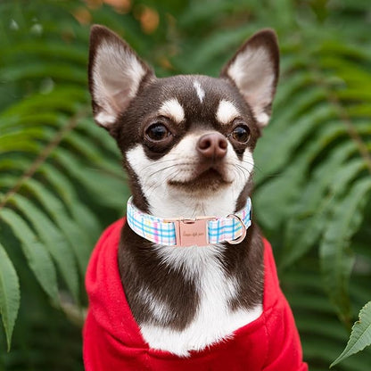 Unique style paws Dog Collar Metal Buckle Collar