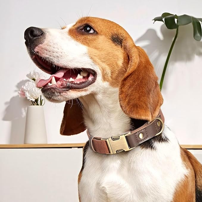 Didog Soft Padded Leather Dog Collars for Small Dogs