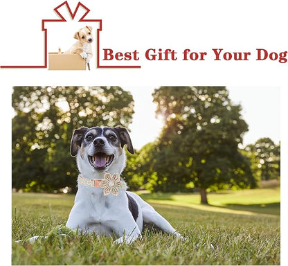 Unique style paws Dog Collar with Flower Tie