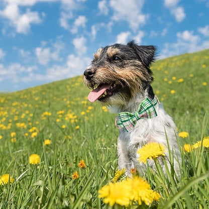Elegant little tail Dog Collar with Bow