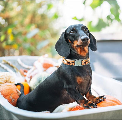 Lionheart glory Dog Collars Fall Halloween Pumpkin Collar