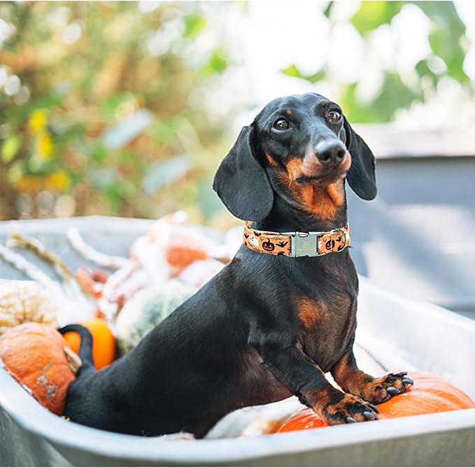 Lionheart glory Dog Collars Fall Halloween Pumpkin Collar