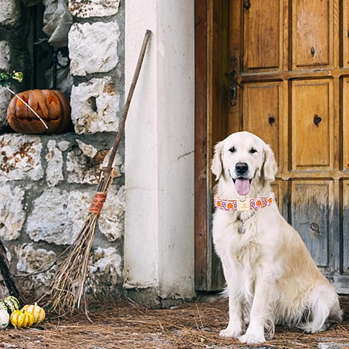 Lionheart glory Dog Collars Fall Halloween Pumpkin Collar