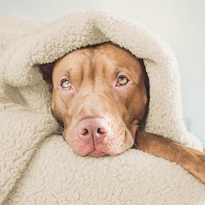 furrybaby Dog Blanket Soft Dog Blankets for Large Dogs Puppy Essentials Washable Fluffy Sherpa Fleece Cat Blanket 40x47 Inches for Bed Furniture Couch Sofa (Double-Layer Large