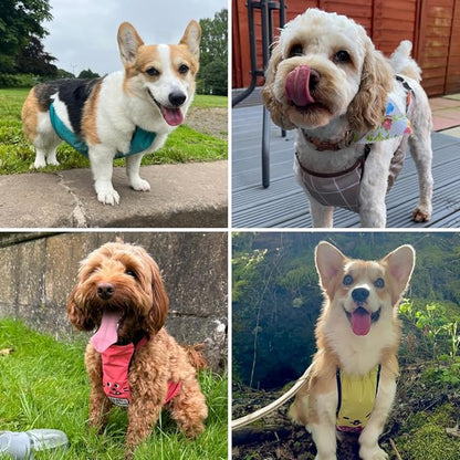 Waterproof Dog Belly Vest, Lightweight Breathable Outdoor Indoor - Clean & Dry in Rain Snow Mud (Tawny Orange, Feed Hug, XL)