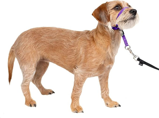 PetSafe Gentle Leader No-Pull Dog Headcollar
