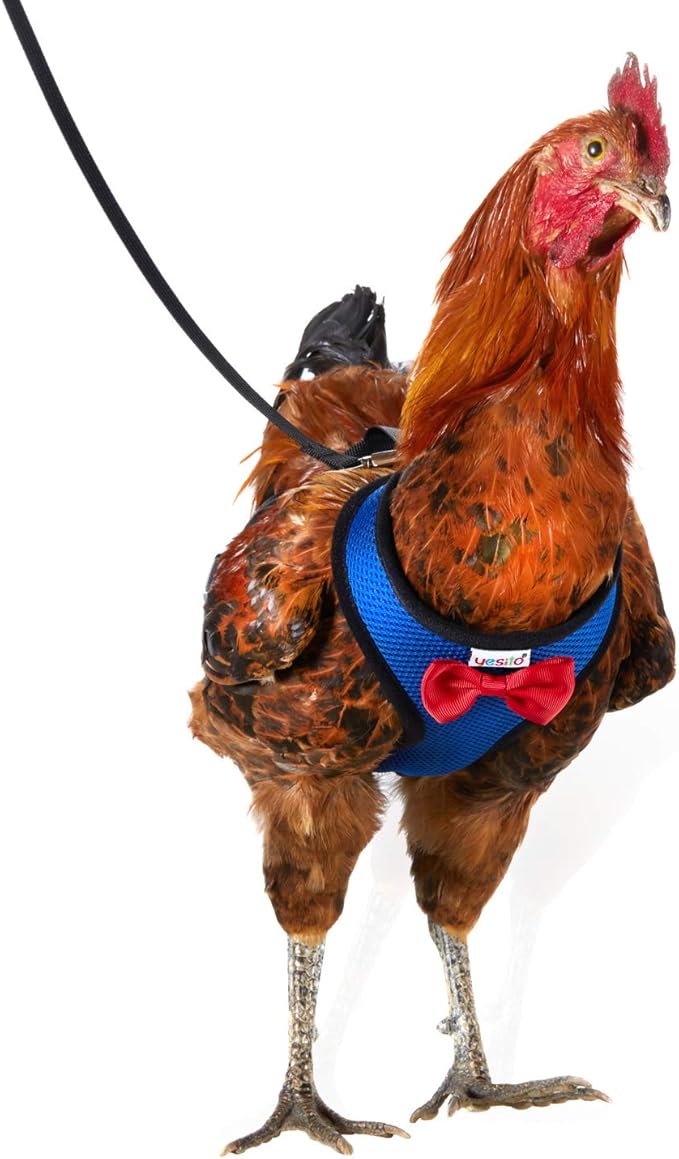 Chicken Harness Hen Size with 6ft Matching Leash – Adjustable, Resilient, Comfortable, Breathable, Large Size, Suitable for Chicken Weighing About 6.6 Pound,Blue