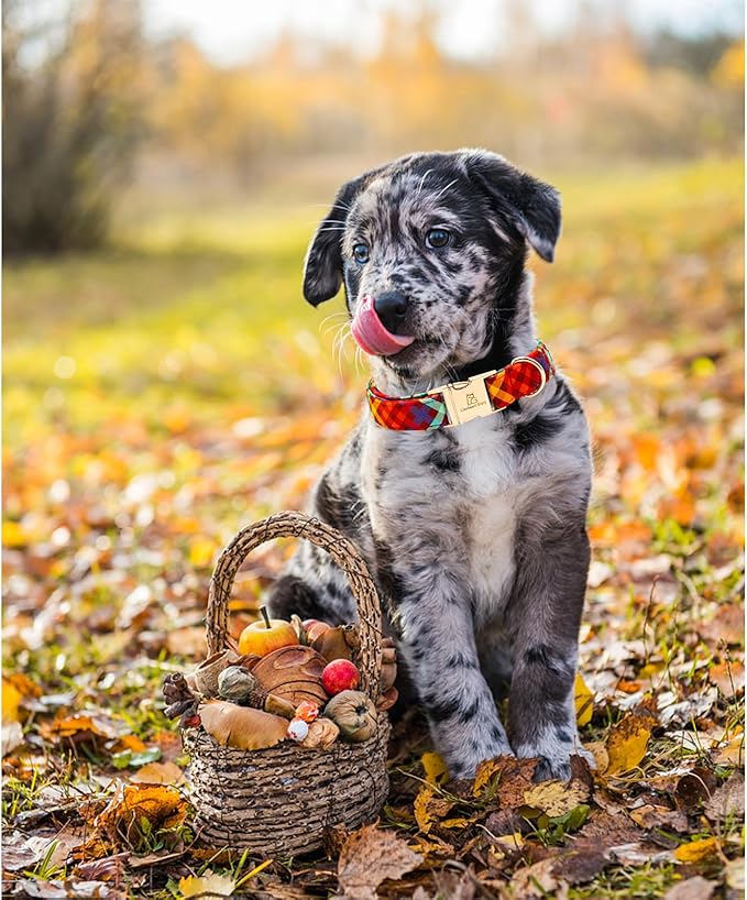 Lionheart glory Plaid Dog Collars Fall Halloween Dog