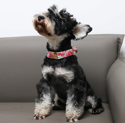 Unique style paws Dog Collar Metal Buckle Collar