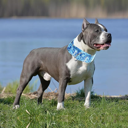 Martingale Collar 1.5 Inches Wide Dog Collar