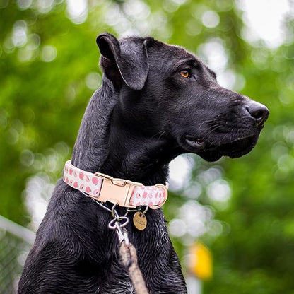 Cotton Dog Collar Metal Buckle Daisy Summer S(10-14in))