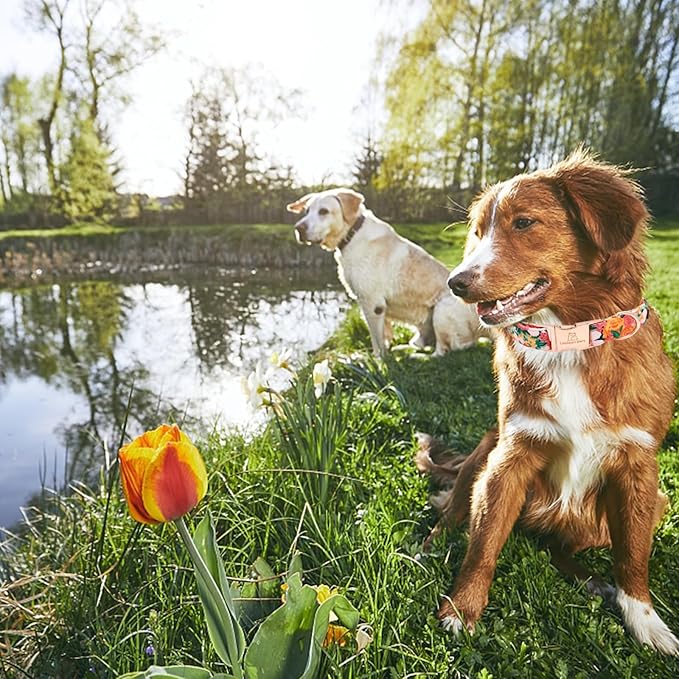 Lionheart glory Premium Floral Dog Collars Spring Dog Collar