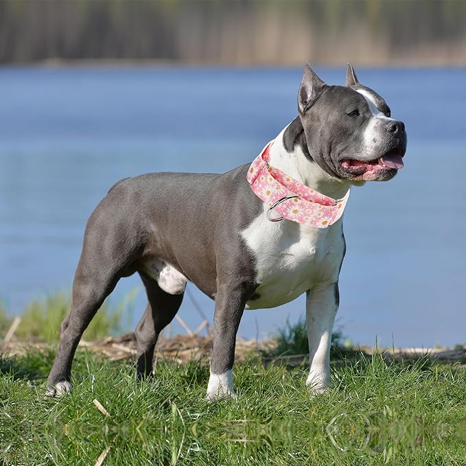 Martingale Collar 1.5 Inches Wide Girl Dog Collar