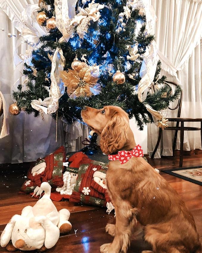 Elegant little tail Dog Collar with Bow