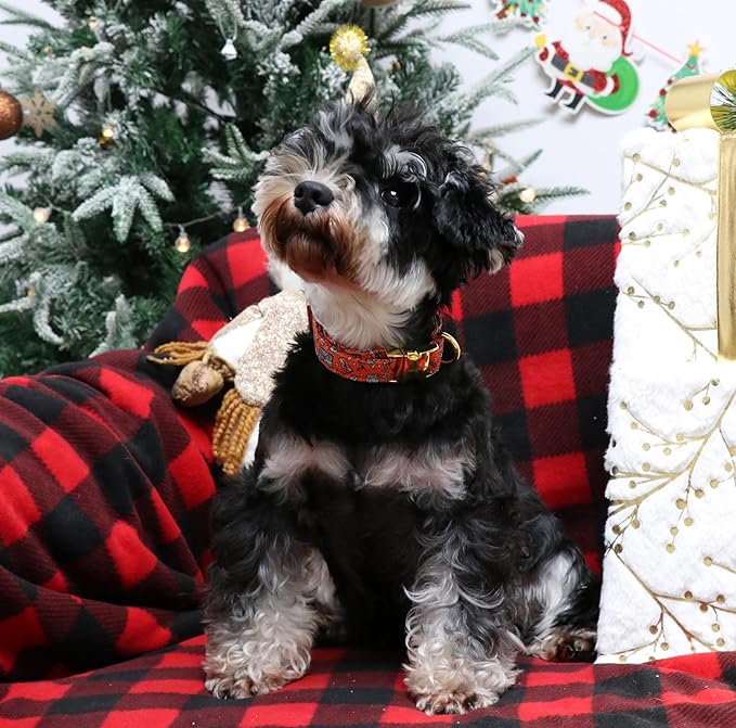 Unique style paws Dog Collar Metal Buckle Collar