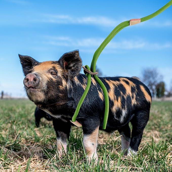 Mini Pig Harness & Leash, Adjustable 8 Feet Long Rope for Small to Medium Pet Pigs