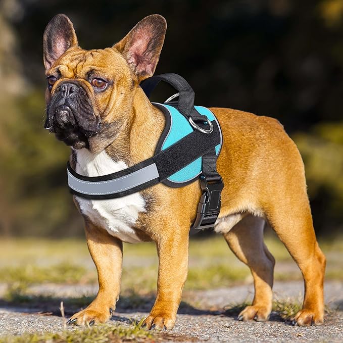 Haapaw Essential Dog Harness, No Pull Pet Vest with 3 Leash Clips, No Choke, Reflective, Adjustable and Padded, for Easy Walking and Training for Small Dogs(S, Blue)