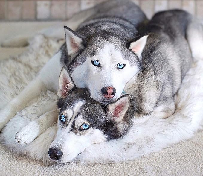 PupRug Orthopedic Dog Bed for Large Dogs with Fluffy Soft Faux Fur and Memory Foam for Joint Pain Relief