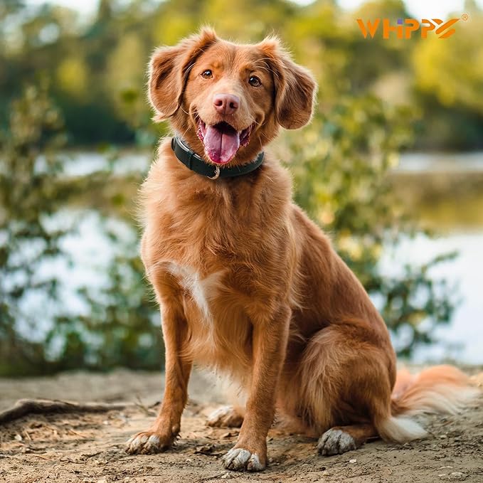WHIPPY Soft Padded Leather Dog Collar for Small Medium Large Dogs Heavy Duty Dog Collar with Adjustable Rust-Proof Metal Hardware