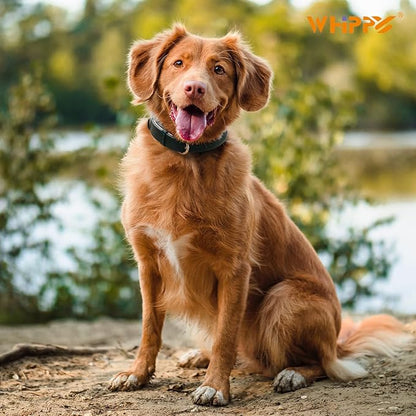 WHIPPY Soft Padded Leather Dog Collar for Small Medium Large Dogs Heavy Duty Dog Collar with Adjustable Rust-Proof Metal Hardware