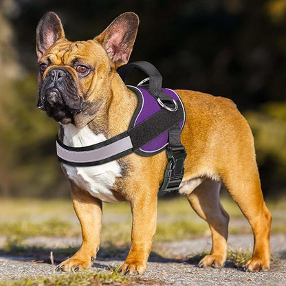 Haapaw Essential Dog Harness, No Pull Pet Vest with 3 Leash Clips, No Choke, Reflective, Adjustable and Padded, for Easy Walking and Training for Medium Dogs(M, Purple)