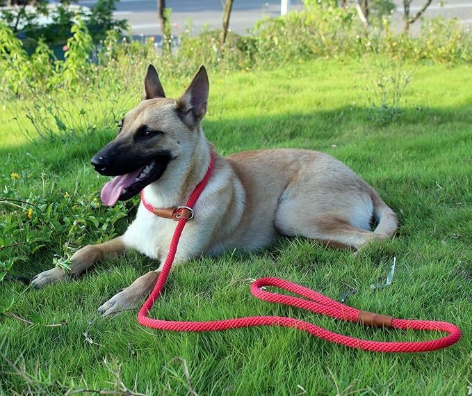 lynxking Dog Leash Slip Lead 5 6 8