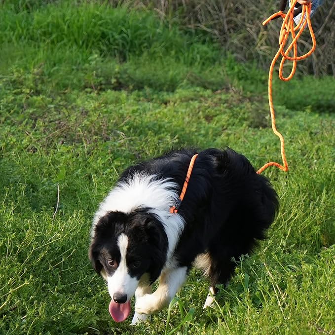 NTR 100FT Leash for Large Breed Dog