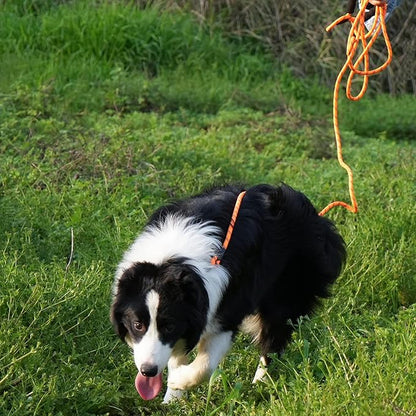 NTR 100FT Leash for Large Breed Dog