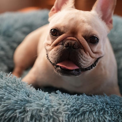 Blue Dog Bed for Small Dogs Fluffy Anti-Anxiety Dog Bed