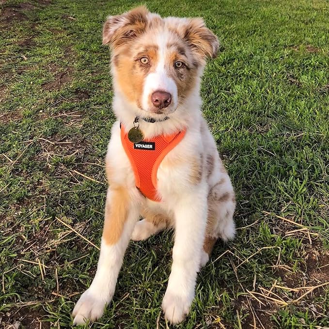 Voyager Step-in Air Dog Harness - All Weather Mesh Step in Vest Harness for Small and Medium Dogs and Cats by Best Pet Supplies - Harness (Orange), L (Chest: 18-20.5")