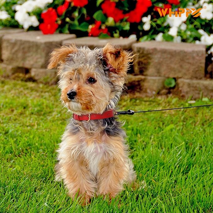 WHIPPY Soft Padded Leather Dog Collar for Small Medium Large Dogs Heavy Duty Dog Collar with Adjustable Rust-Proof Metal Hardware
