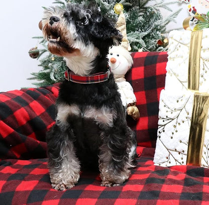 Unique style paws Dog Collar Metal Buckle Collar