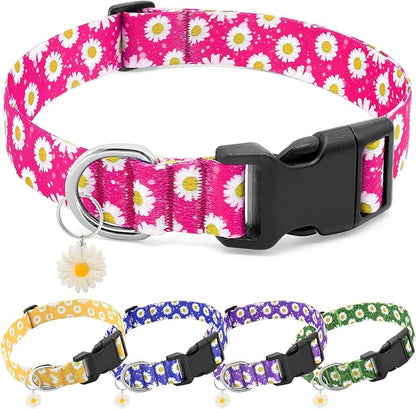 BiPawTi Dog Collars