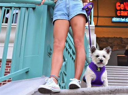 EcoBark Dog Leash 4 FT 5 FT 6 FT